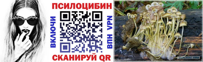 магазин    Козловка  Псилоцибиновые грибы Psilocybine cubensis 